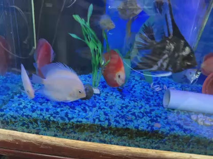 Red Marlboro Discus