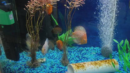 Albino Leopard Discus 5"+