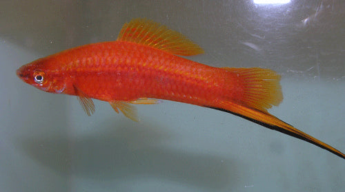 RED SWORDTAIL  Pair