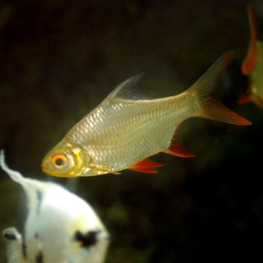 Redtail Tinfoil Barb
