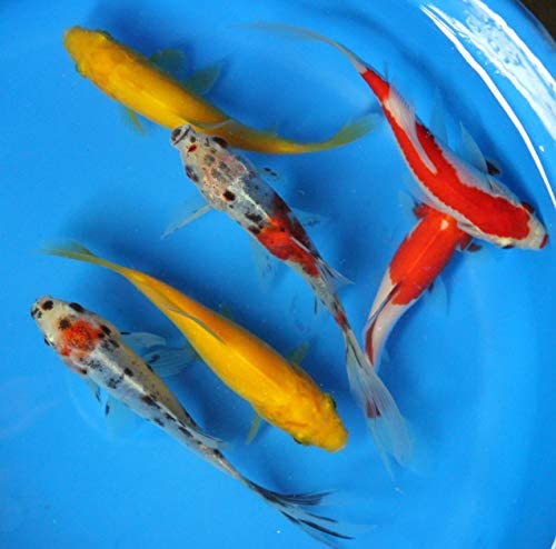 Shumbunkin Koi