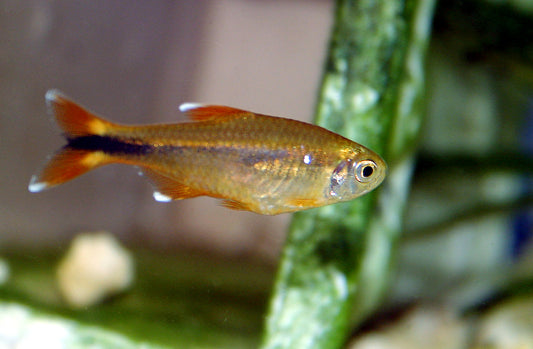 Silvertip Tetra x 6 (group of 6)