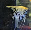 Tricolor Angelfish