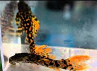 L273 Titanic Pleco (Pseudacanthicus sp)