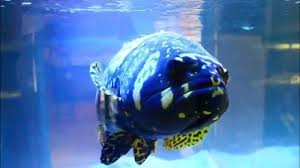 Bumblebee Grouper (Epinephelus lanceolatus) 3"-4" (Light Brackish) 1LEFT IN STOCK
