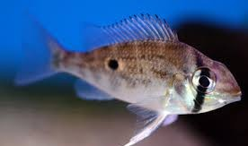Orinoco Dwarf Eartheater (Biotodoma wavrini) 2"