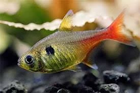 Yellow Phantom Tetra