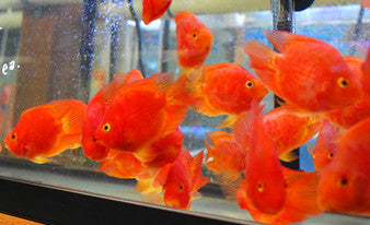 Yuan Bao Parrot BIG