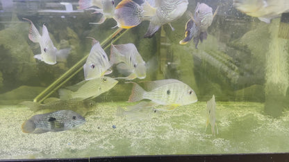 American Cichlid Geophagus Jurupari