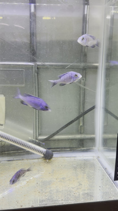 African Cichlid Mdoka Cichlid (White Lips) 3"-4"