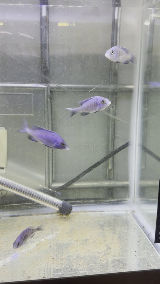 African Cichlid Mdoka Cichlid (White Lips) 3"-4"