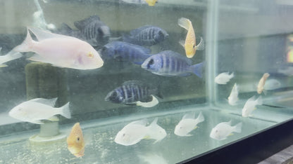 African Cichlid Star Saphire (Placido. Phenochilus) 3"-4"