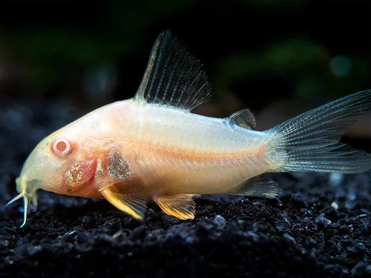 Cory Albino Cory