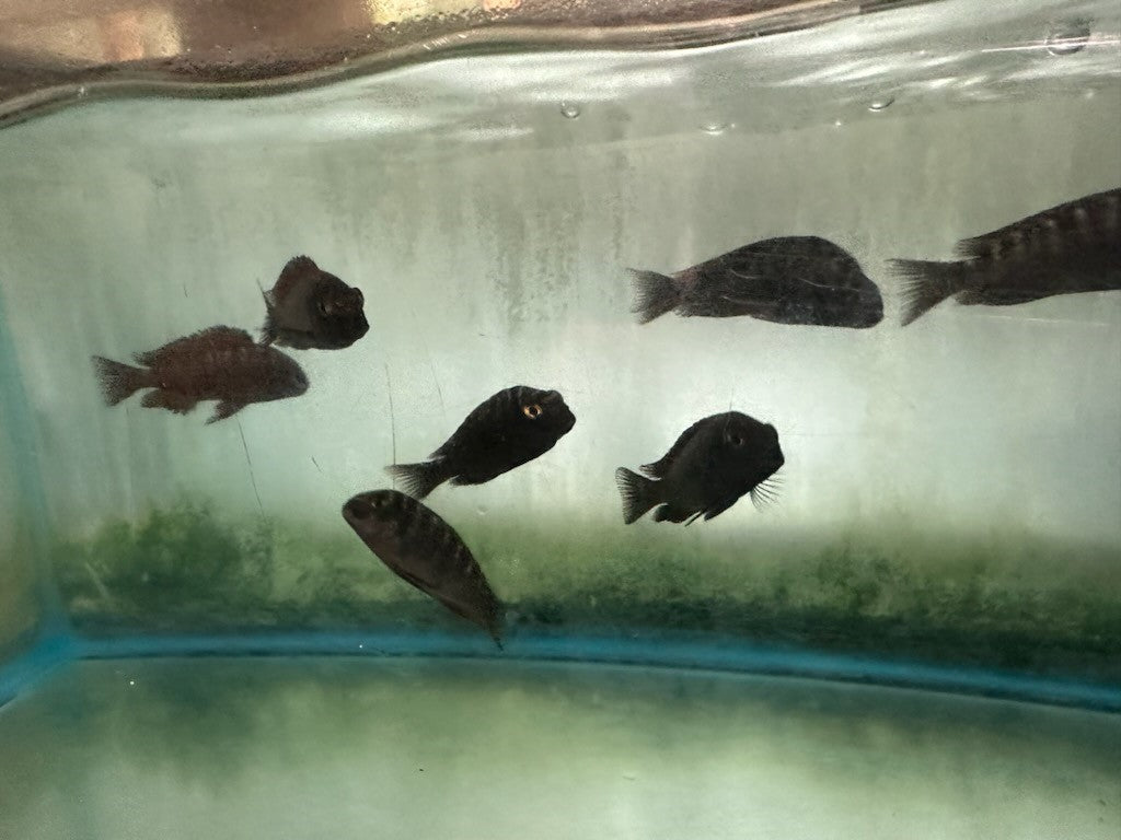 African Cichlid Tropheus Moorii Moliro Blue 2"