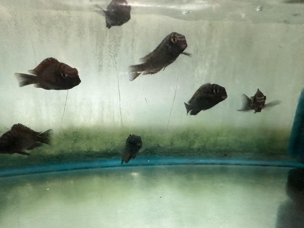 African Cichlid Tropheus Moorii Moliro Blue 2"