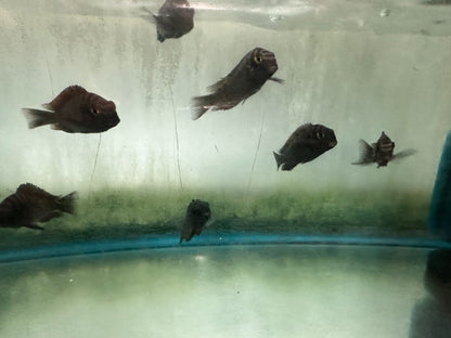 African Cichlid Tropheus Moorii Moliro Blue 2"