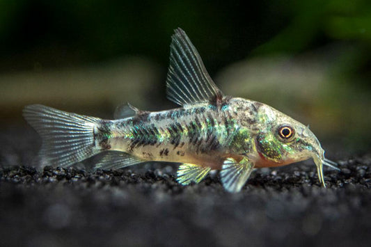Cory paleatus corydoras