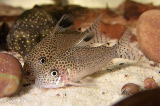 Cory punctatus corydoras