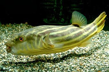 Fahaka Puffer Fish (Tetraodon Lineatus) 6"-7"