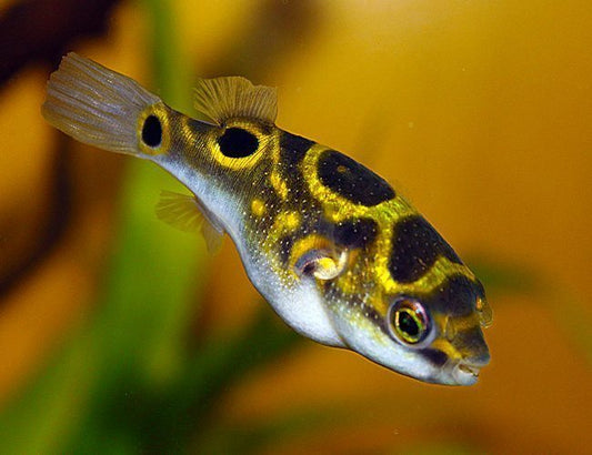 Puffer Figure 8 Puffer