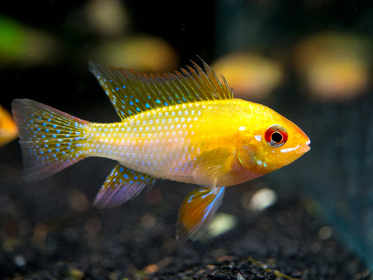 German Gold RAM