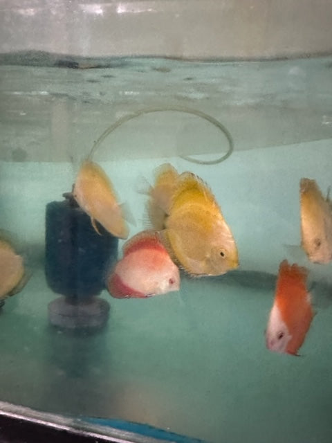 Yellow Marlboro Discus