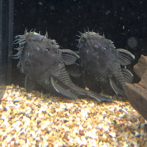 Medusa Pleco L034 3"-4"