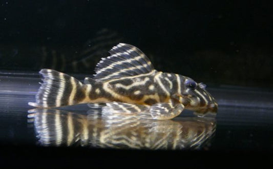 L129 Colombian Zebra Pleco (Hypancistrus debilitetra)