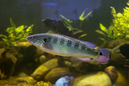 American Cichlid Lenticula Pike 5”-6”