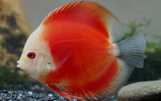 Red Marlboro Discus