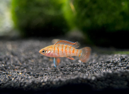 Scarlet Aka Gem Badis