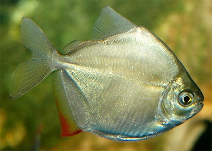 Silver Dollar