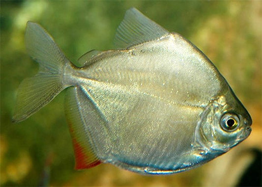 Silver Dollar