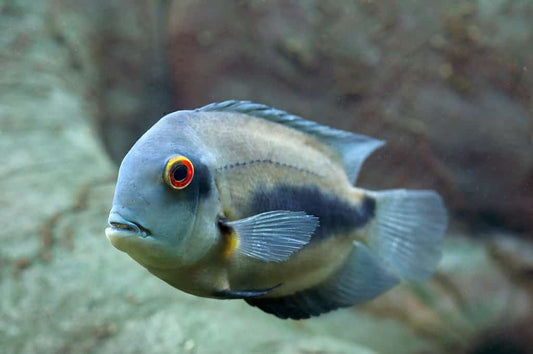 American Cichlid Tank Raised Uaru Cichlid