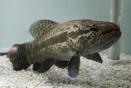 Aimara Wolf Fish 7"