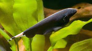 Tank Raised Black Ghost Knife