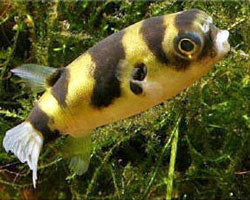 Puffer Bumble Bee Puffer SM-MD