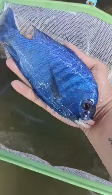 African Cichlid Mdoka Cichlid (White Lips) 3"-4"