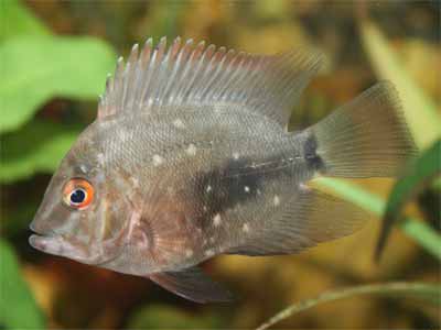 American Cichlid Tank Raised Uaru Cichlid