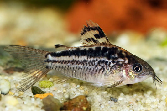 "Elegant Cory" "Peru"