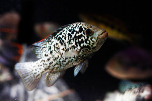 American Cichlid Cuban Cichlid