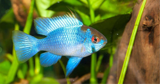 Electric Blue RAM