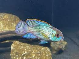 America Cichlid Electric Blue Acara