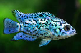 American Cichlid Electric Blue Jack Dempsey