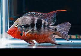 American Cichlid Firemouth Meeki 2.5"-3"