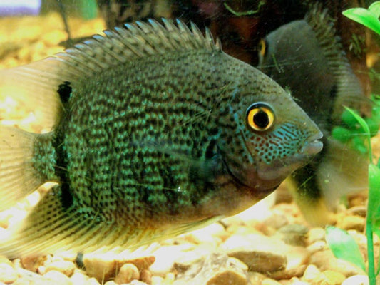 Green Severum (Heros Severus)