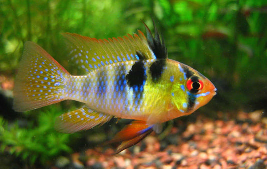 German Blue RAM