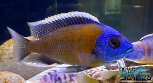 African Cichlid Kadango (borley) chiclid