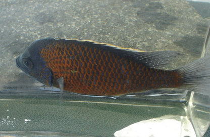 African Cichlid Kadango (borley) chiclid