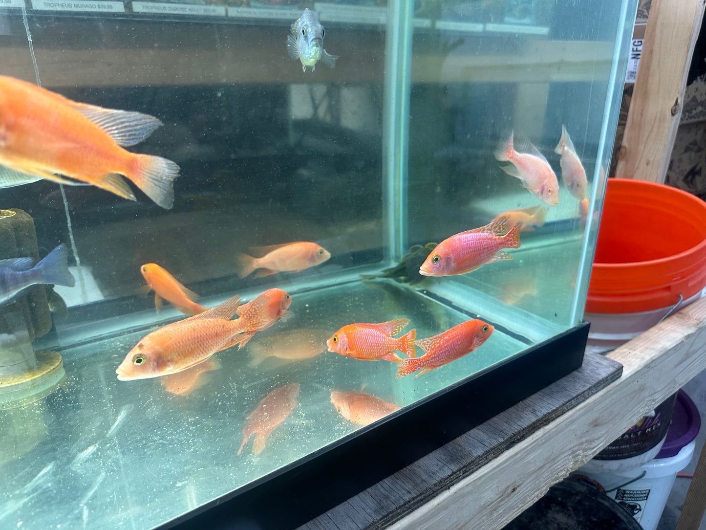 African Cichlid Dragon Blood Peacock